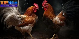 Cách Loại Cựa Gà