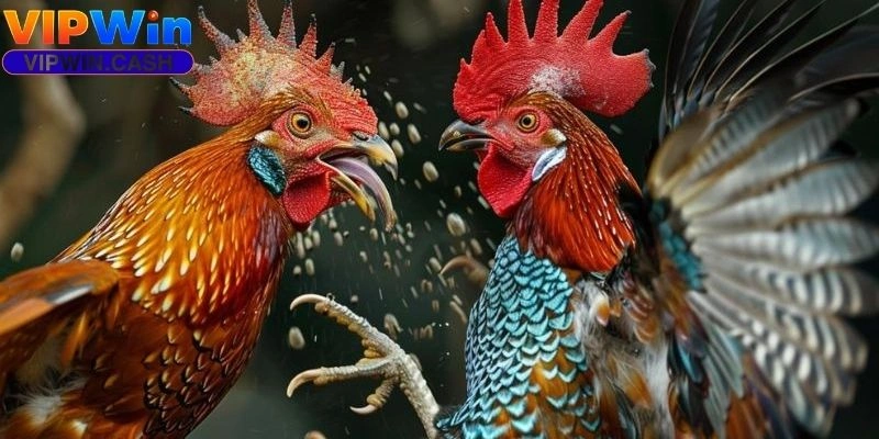 Cách Nuôi Gà Đá