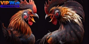 Cách Nuôi Gà Đá