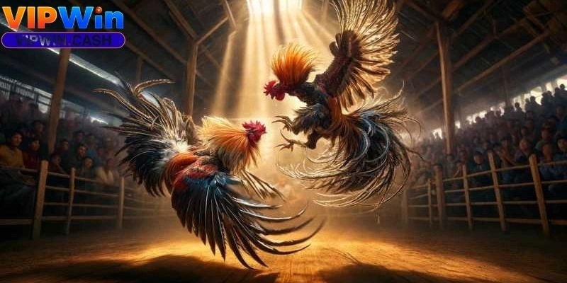 Đá gà VIPWIN