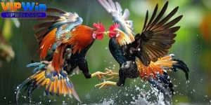 Bí quyết chơi đá gà