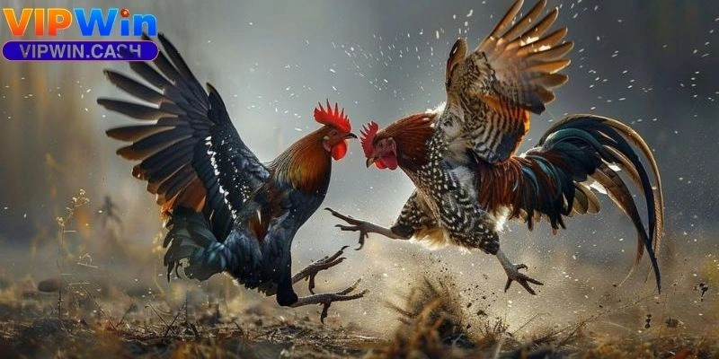 Bí quyết chơi đá gà